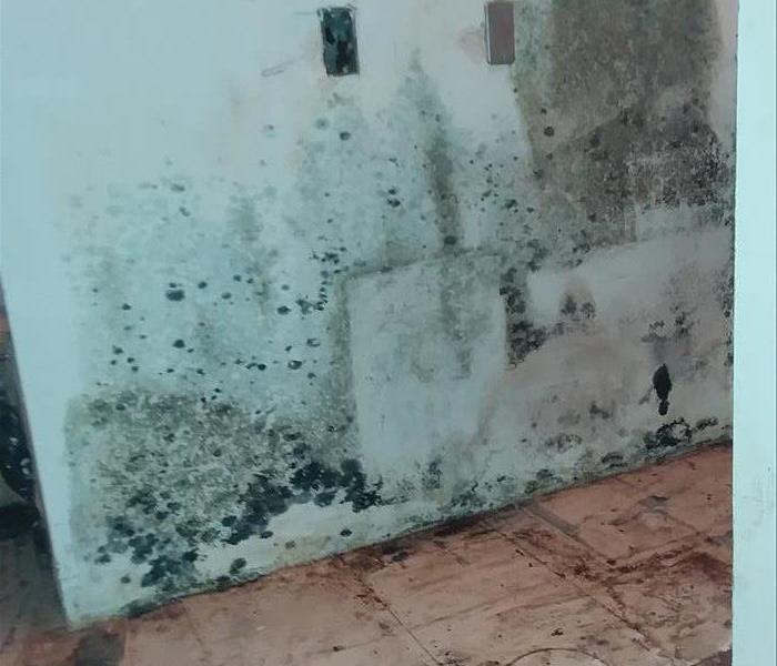 Mold on a wall and floor